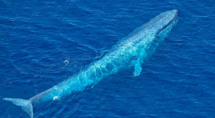 سماع صوت الحوت الازرق من علامات الساعة Mashreq News