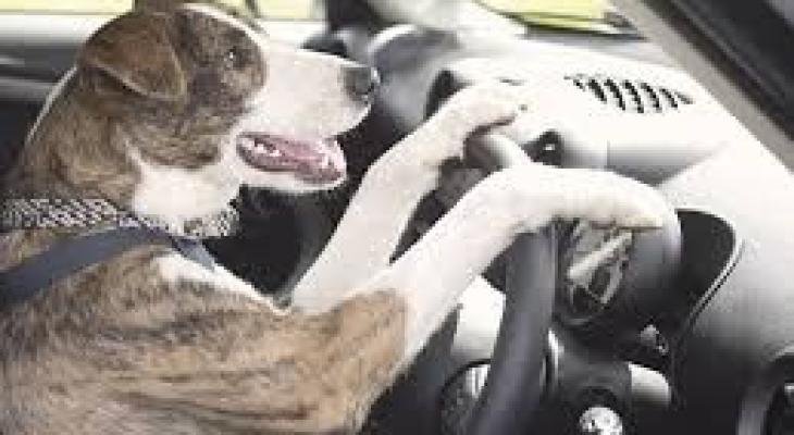 كلب يسوق