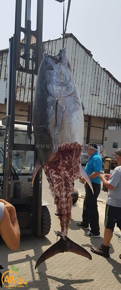 اصطياد سمكة عملاقة في بحر يافا.jpg