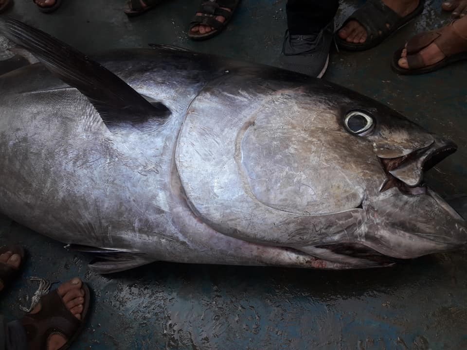 سمكة عملاقة بحر غزة4.jpg